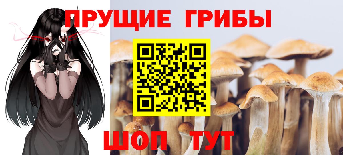 Псилоцибиновые грибы мицелий Ялуторовск